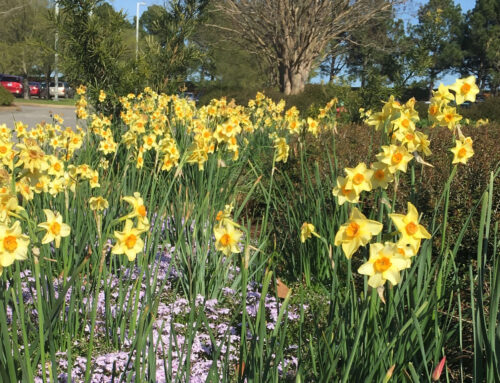 When You Are No Longer a Caregiver: Navigating Life After Caregiving Ends  (Part 2)