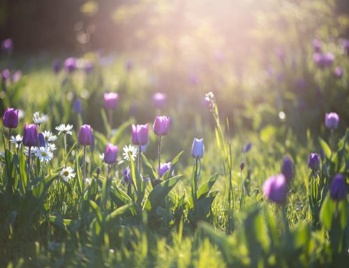 The Toll of Caregiving – Why I do What I do