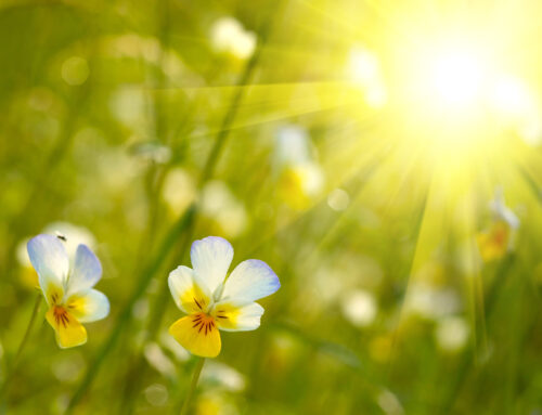 Spring Equinox – Understanding the Significance